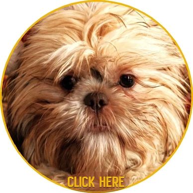 Healthy, happy Shih Tzu puppies - our breeding program - Pup-Tzu WNC in North Carolina.