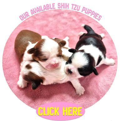 Our Shih Tzu puppies available for sale in NC nationwide, health guaranteed by breeder Pup-Tzu WNC. 