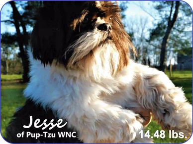A Shih Tzu male with parti-colored puppies for sale in NC, SC, TN, VA and nationwide by Pup-Tzu WNC.