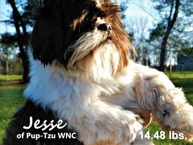 Brown and white Shih Tzu puppies for sale NC-SC-CA-TX-NV-AZ-WI-NM-KS-ID-IA-nationwide-Pup-Tzu-WNC.