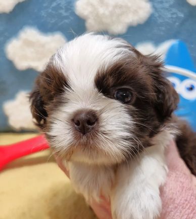 A brown and white Shih Tzu puppy from Heidi's litter. Pup-Tzu WNC puppies for sale in the USA.