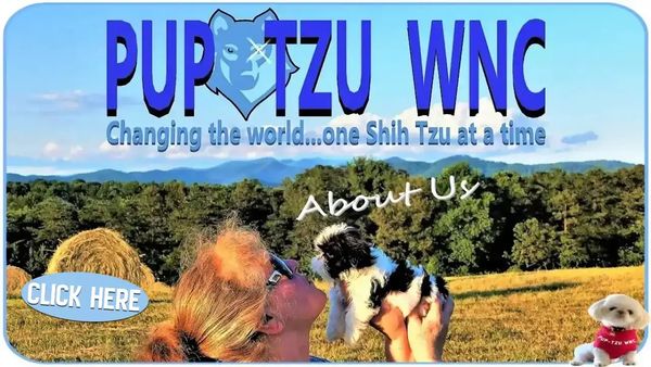 Watch: Pup-Tzu WNC About Us video. Ethical Shih Tzu breeding in Candler, NC.