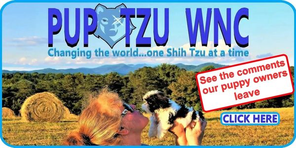 Pup-Tzu WNC: Healthy Shih Tzu puppies. Watch video testimonials from our owners nationwide.