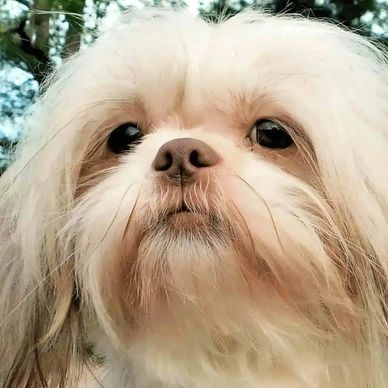 Reba, a health-tested blonde and white Shih Tzu dam in the Pup-Tzu WNC breeding program.