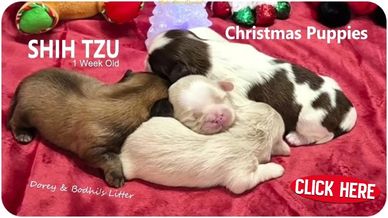Shih Tzu puppies for sale in time for Christmas by breeder Pup-Tzu WNC in North Carolina.
