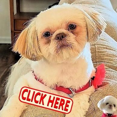 Shih Tzu puppies showing different coat colors and stages of color change.