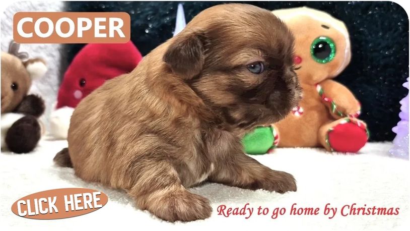A solid red Shih Tzu puppy named Cooper for sale by Pup-Tzu WNC in NC with nationwide delivery.