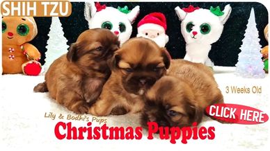 3 red Shih Tzu puppies for sale in North Carolina and nationwide for Christmas.