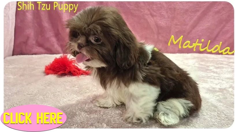 Shih Tzu puppies for sale in NC, SC, TN, VA, GA, KY, NY, NJ, FL and nationwide by Pup-Tzu WNC.