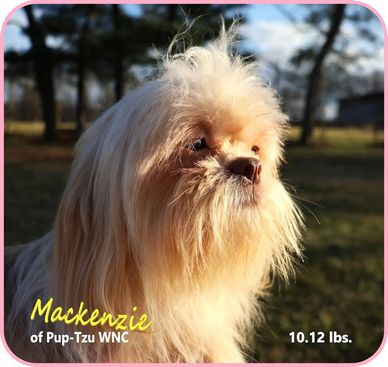 A blonde female Shih Tzu with upcoming puppies for sale in NC, TN, SC, VA, GA, KY and nationwide.