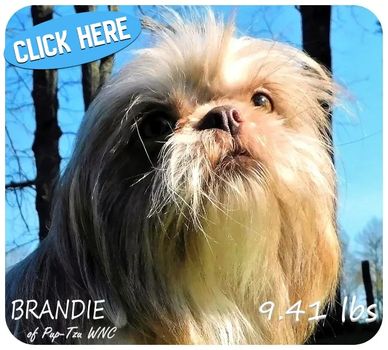 Shih Tzu puppies for sale in nearby NC, SC, TN, VA, GA and nationwide by Pup-Tzu WNC shows a mommy.