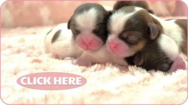 Shih Tzu puppies for sale in NC, SC, TN, VA, GA and nationwide by Pup-Tzu WNC shows 4 pups.