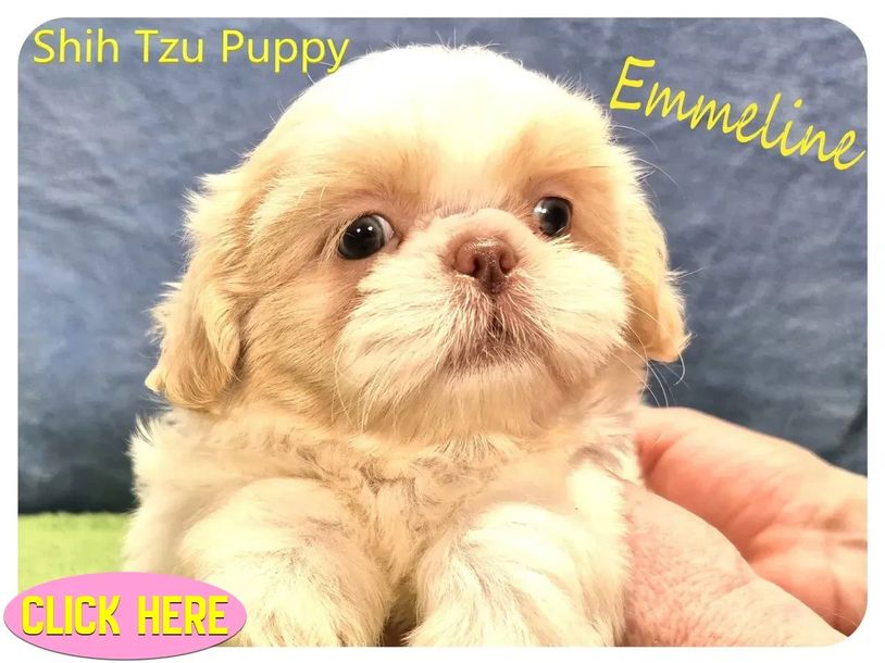 Shih Tzu puppies for sale in NC, SC, TN, VA, GA and nationwide by Pup-Tzu WNC shows a blonde pup.