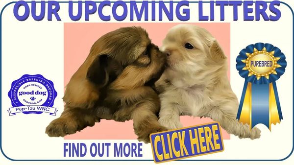 Shih Tzu puppies for sale by Good Dog approved breeder Pup-Tzu WNC in NC and nationwide.
