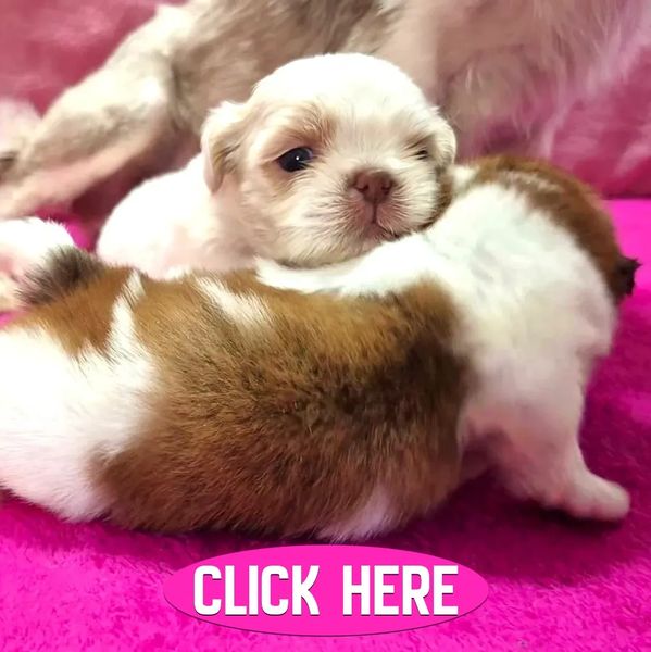 Shih Tzu puppies for sale in NC, TN, SC, VA, GA, KY, MD and nationwide by Pup-Tzu WNC shows 2 pups.