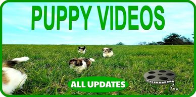 Shih Tzu puppies in a field. Pup-Tzu WNC video updates. Puppies for sale with USA delivery.