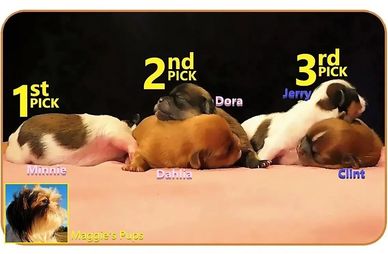 Shih Tzu puppies for sale | Healthy wait list updates for NC, nearby states & nationwide.