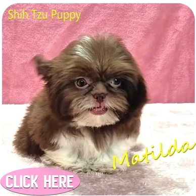 A brown and white female Shih Tzu puppy for sale in NC, SC, TN, VA, GA by breeder Pup-Tzu WNC.