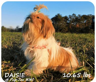 Shih Tzu puppies for sale in NC, SC, TN, VA, GA, KY, MD, FL and nationwide by Pup-Tzu WNC.