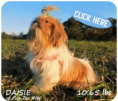 Shih Tzu puppies for sale in NC, SC, TN, VA, GA, KY, MD & nationwide by Pup-Tzu WNC; a gold female.