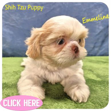 A blonde female Shih Tzu puppy for sale in NC, TN, SC, GA, VA, KY, MD and nationwide by Pup-Tzu WNC.