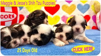 Shih Tzu puppies for sale by Pup-Tzu WNC shows Maggie's parti-colored pups available nationwide.