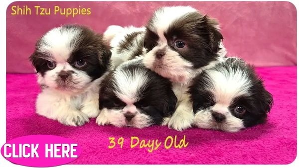 4 parti color Shih Tzu puppies for sale in TN, VA, MI, OH, NC and nationwide by Pup-Tzu WNC.