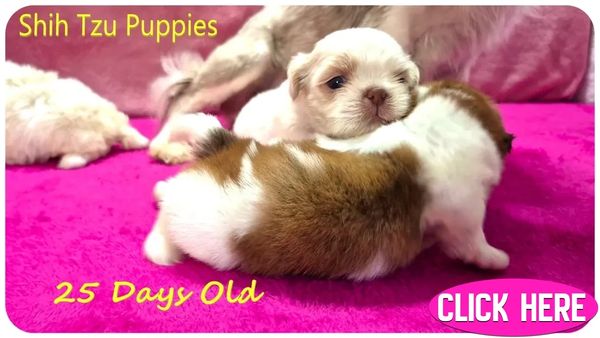 Red and white Shih Tzu puppies for sale in WY, WI, NE, KS, ID, IA and nationwide by Pup-Tzu WNC.