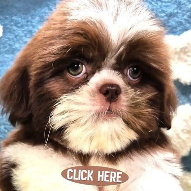 A Shih Tzu puppy encouraging folks to fill out application and join our Wait List for Pup-Tzu WNC.