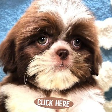 Apply now, approved application required to join our Wait List for our available Shih Tzu puppies.