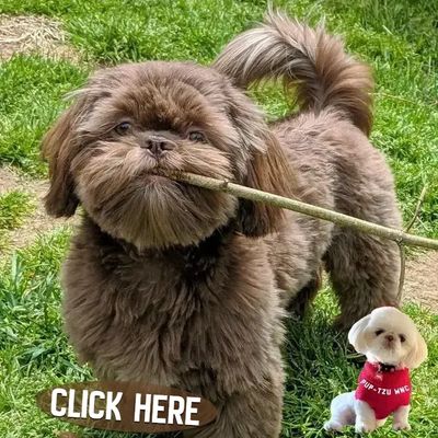 Shih Tzu puppies for sale by Pup-Tzu WNC shows a pup with a rare solid colored brown coat.
