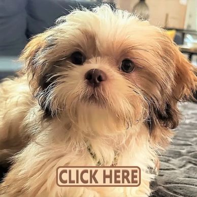 A blonde female Shih Tzu puppy named Reba, bred by Pup-Tzu WNC in NC.