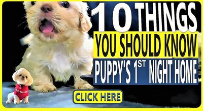 Shih Tzu puppy starter package from Pup-Tzu WNC in Candler, NC. Quality care for families.