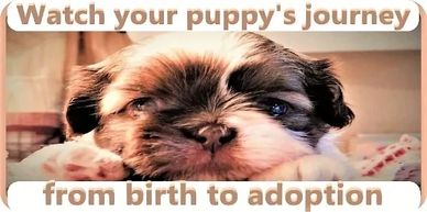 Shih Tzu puppy wait list | Healthy puppies for sale nationwide with weekly updates.