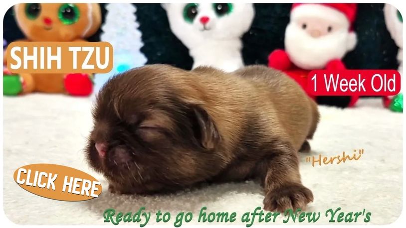 Shih Tzu pups for sale in NC-AL by Pup-Tzu WNC shows a solid brown puppy named Hershi.