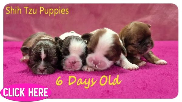 Parti colored purebred Shih Tzu pups for sale in NC, SC, TN, GA, VA and nationwide by Pup-Tzu WNC.