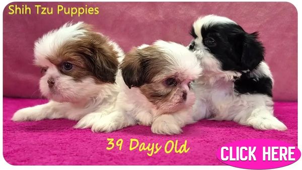 Parti-colored Shih Tzu pups for sale in NY, NJ, RI, VT and nationwide by breeder Pup-Tzu WNC.