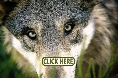 A grey wolf, representing the ancient DNA and wolf origins of the modern Shih Tzu breed.