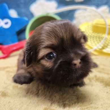 Adorable solid chocolate Shih Tzu puppy from Laralie's litter. For sale in the USA from Pup-Tzu WNC.