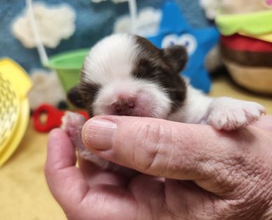 A tiny brown and white Shih Tzu puppy held in a hand. From Bunny's litter at Pup-Tzu WNC.