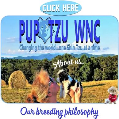 Why Pup-Tzu WNC About Us video. Ethical Shih Tzu breeding in Candler, NC. For sale in SC-TN-VA-GA.