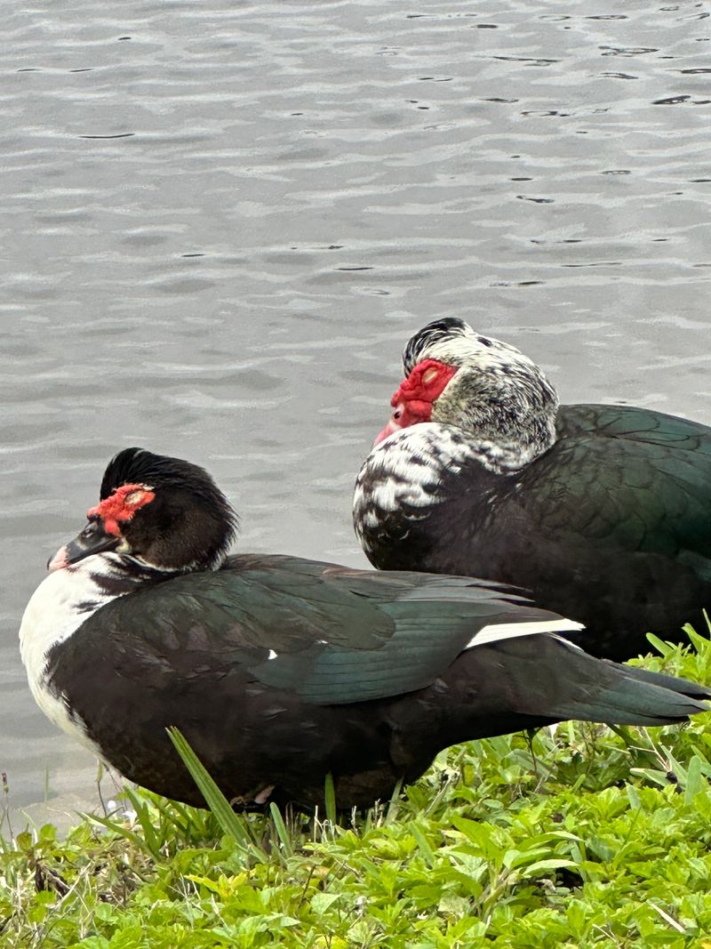 IMG_2078.jpeg