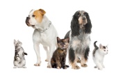 Allergy Elimination 4 Pets