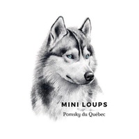 MINI LOUPS
Pomsky du Québec