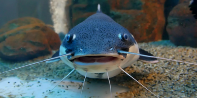 Close-up of a catfish with whiskers underwater.