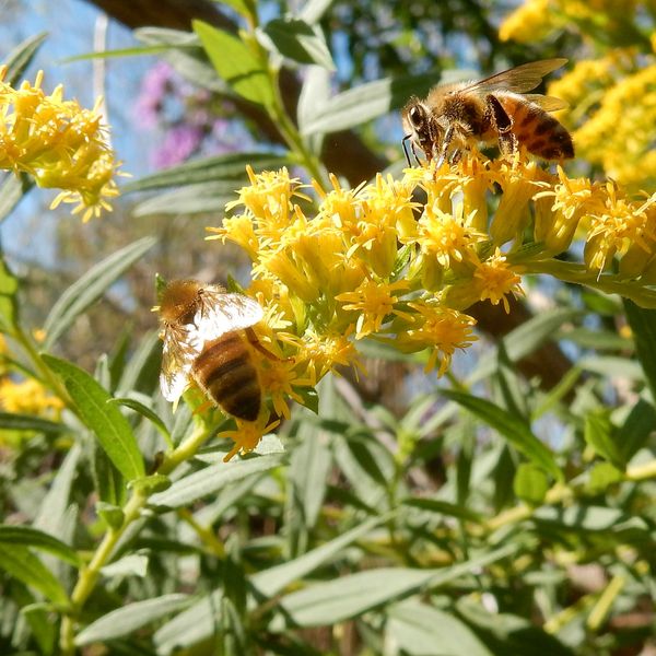 Honeybees pollinating goldenrod flowers.