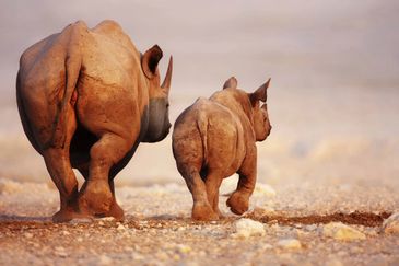 Rhinos in Kenya