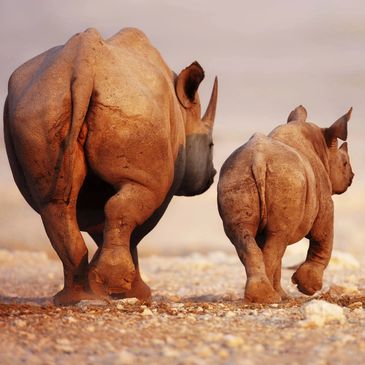 Rhinos in Africa