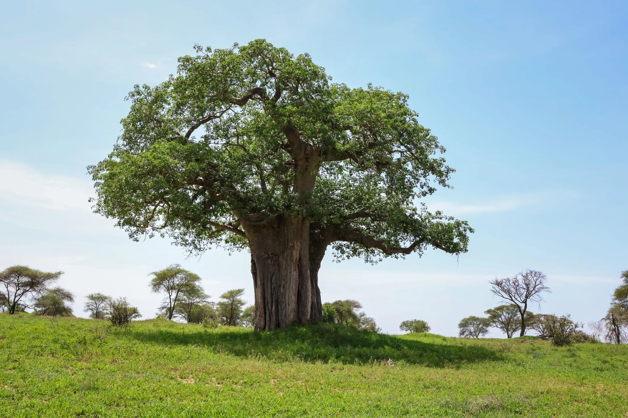 The Baobab Tree
