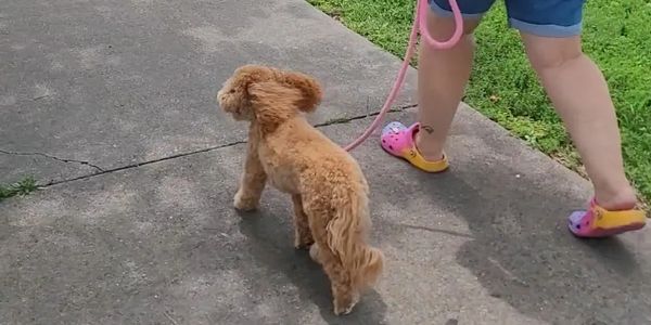 Person walking a dog, dog training, dog obedience, dog fitness, dog parkour, southern Illinois, 